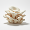 Fresh Oyster Mushroom