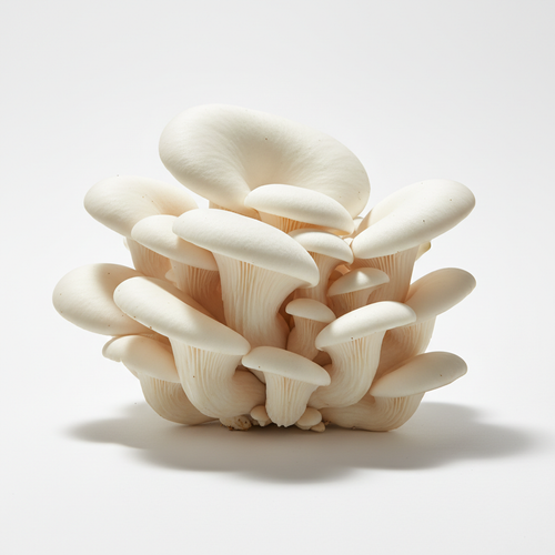 Fresh Oyster Mushroom